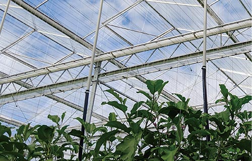 Greenhouse Climate Screen